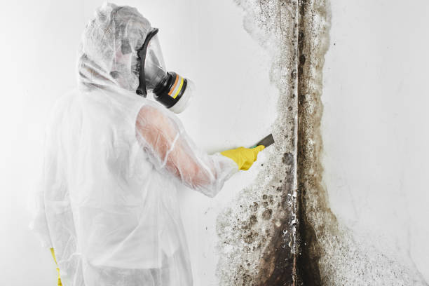 Best Emergency Mold Removal  in Ipswich, SD