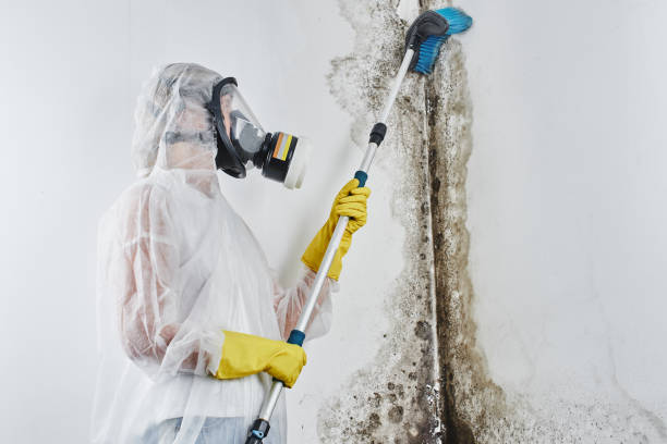 Best Attic Mold Removal  in Ipswich, SD