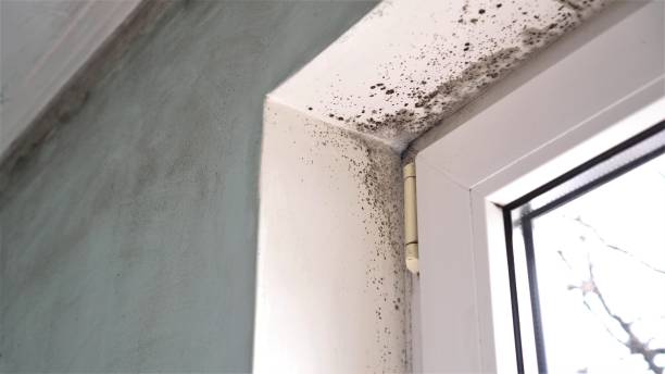 Mold Testing and Removal in Ipswich, SD