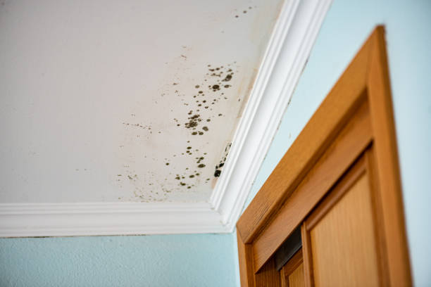 Best Home Mold Removal  in Ipswich, SD