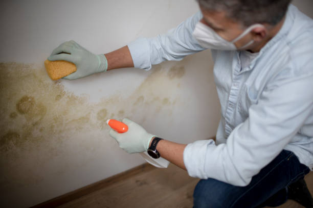 Best Mold Remediation  in Ipswich, SD