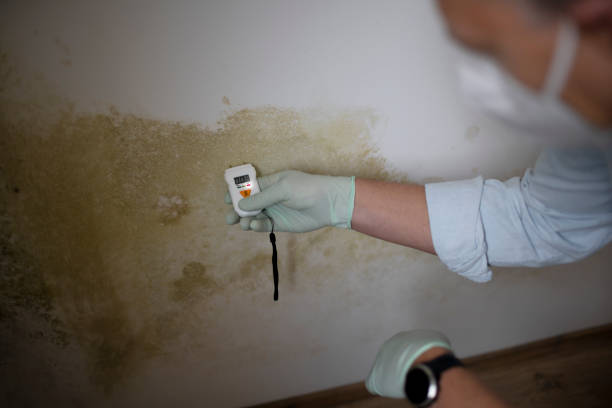 Best Mold Removal Process  in Ipswich, SD