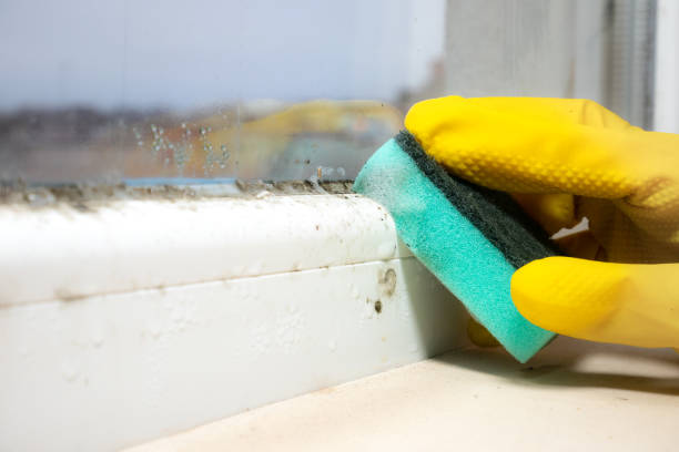 Mold Removal Process in Ipswich, SD