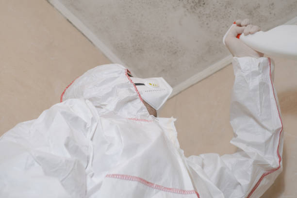 Best Same-Day Mold Removal  in Ipswich, SD