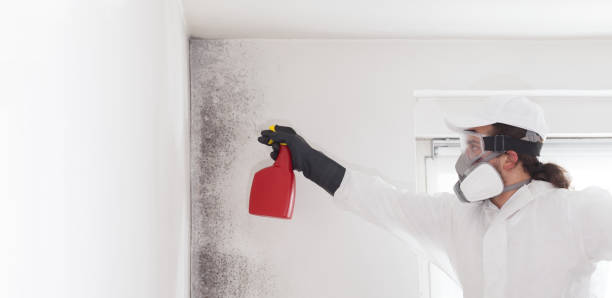 Home Mold Removal in Ipswich, SD