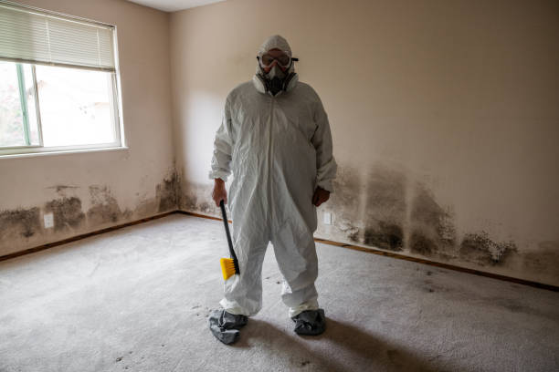 Mold Removal and Inspection in Ipswich, SD