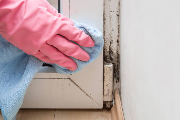 Best Mold Removal and Inspection  in Ipswich, SD