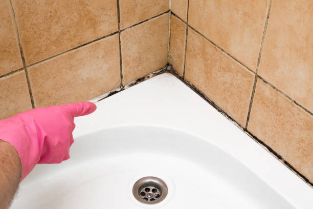 Best Mold Remediation  in Ipswich, SD